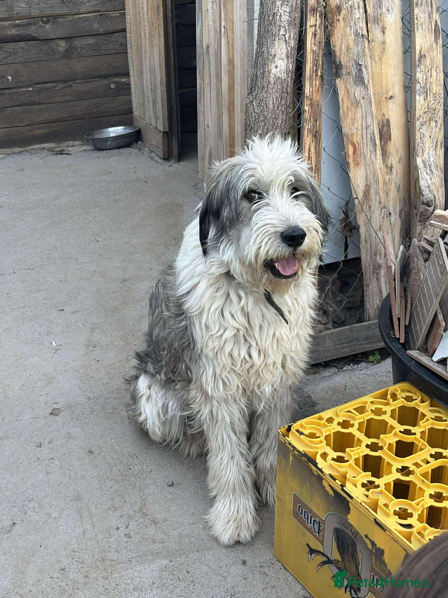 Mixed Breed dogs Toby! - Advert 1