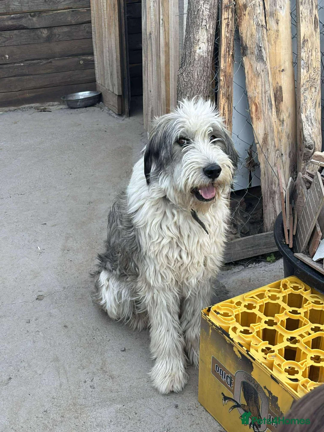 Mixed Breed dogs for adoption: Toby! in Leeds - Advert 1