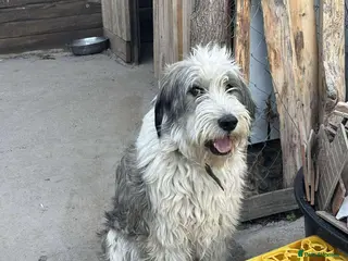 Mixed Breed dogs Toby! - Advert 2