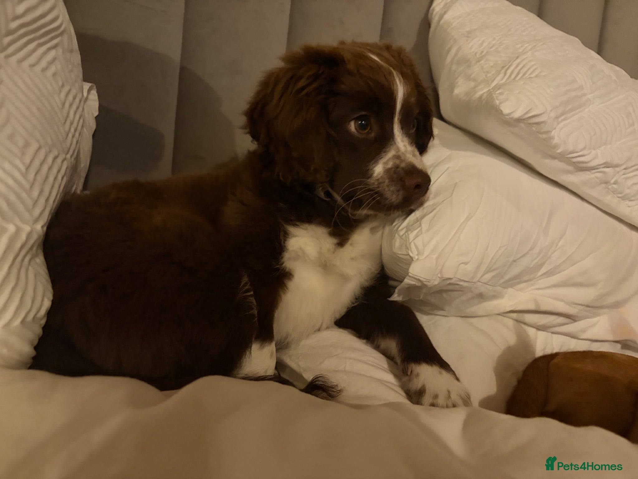 Mixed Breed dogs Arlow - Advert 3