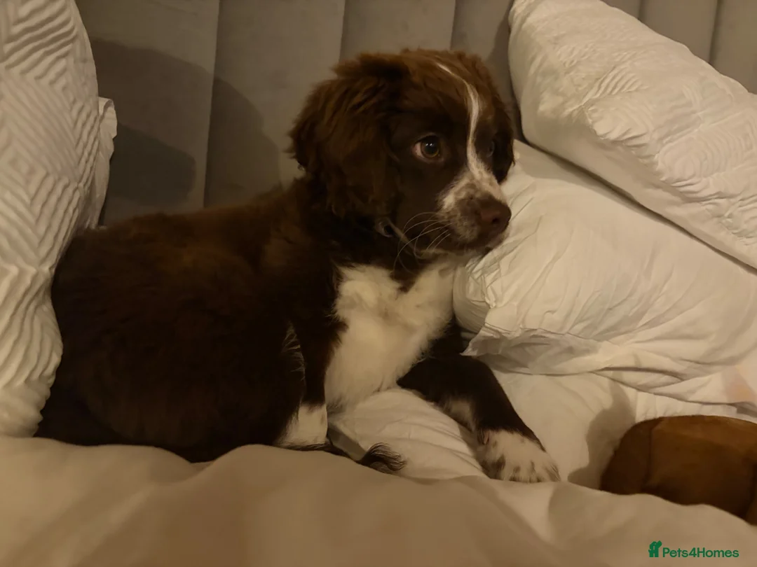 Mixed Breed dogs for sale: Arlow - Advert 1