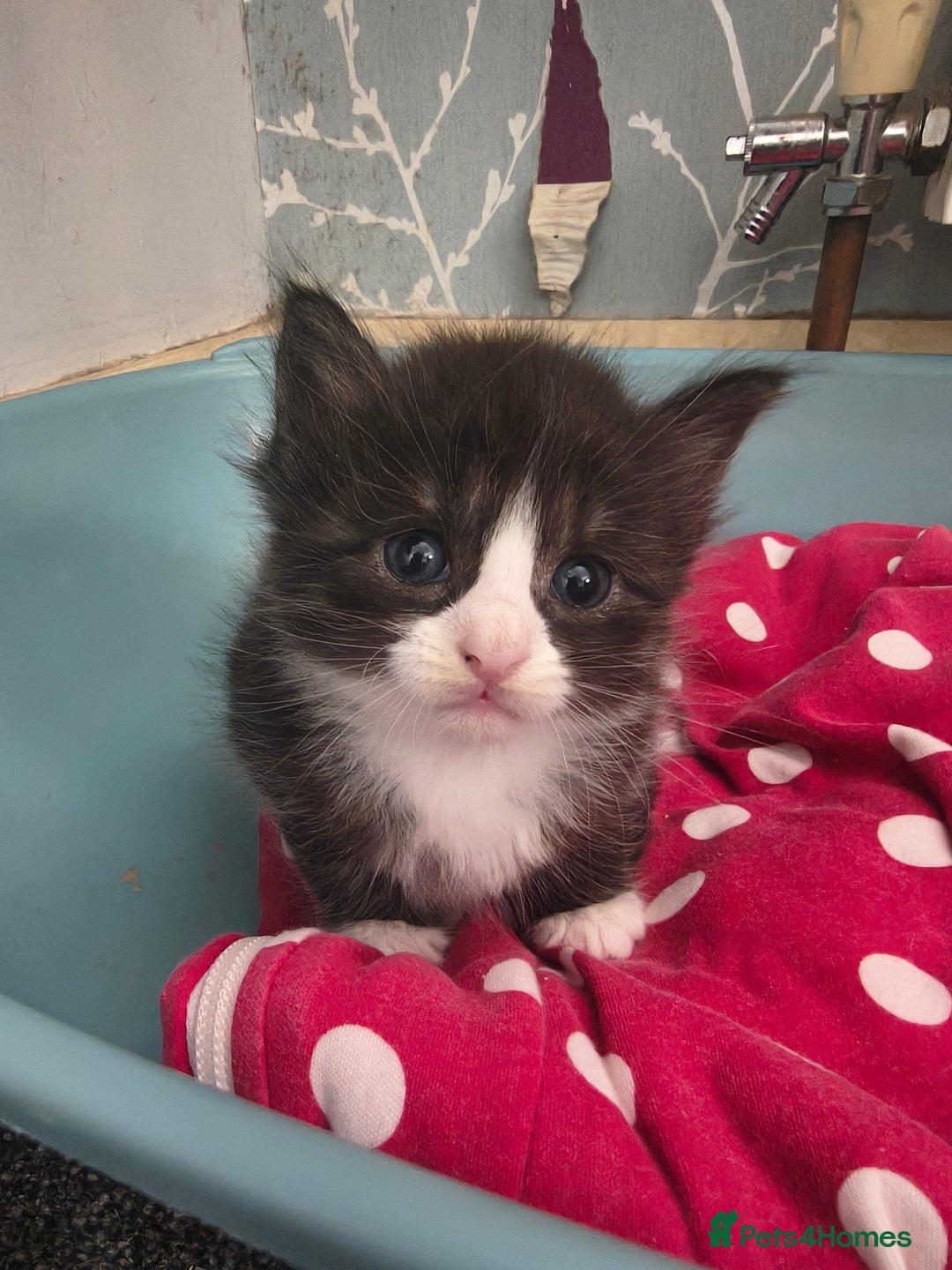 Maine Coon cats for sale: Beautiful Maine Coon cross kittens - Image 3