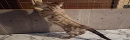 Bengal cats for sale: Bengal Kittens  - Advert 6