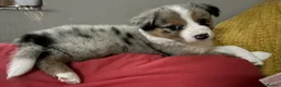 Border Collie dogs for sale: Beautiful litter of 7 Border Collies  - Advert 13