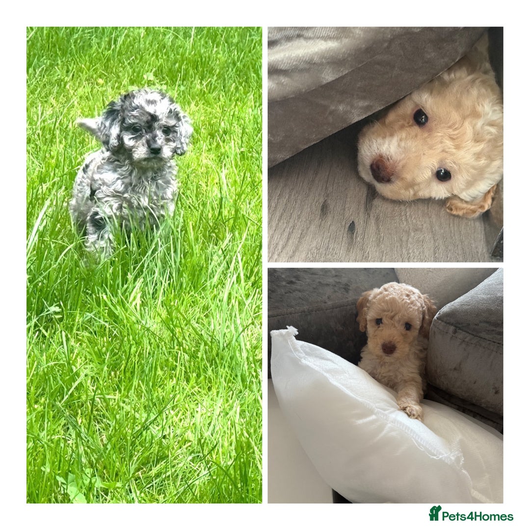 Cockapoo dogs for sale: Outstanding Toy Cockapoo pups  - Image 1