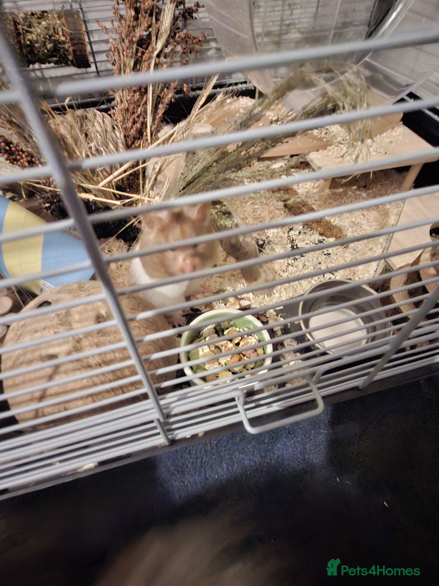 Hamster rodents 2 x male syrian hamsters approx 6 months old - Advert 11