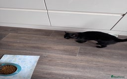 Mixed Breed cats for sale: X2 male cats Batman & Blacky - Image 5