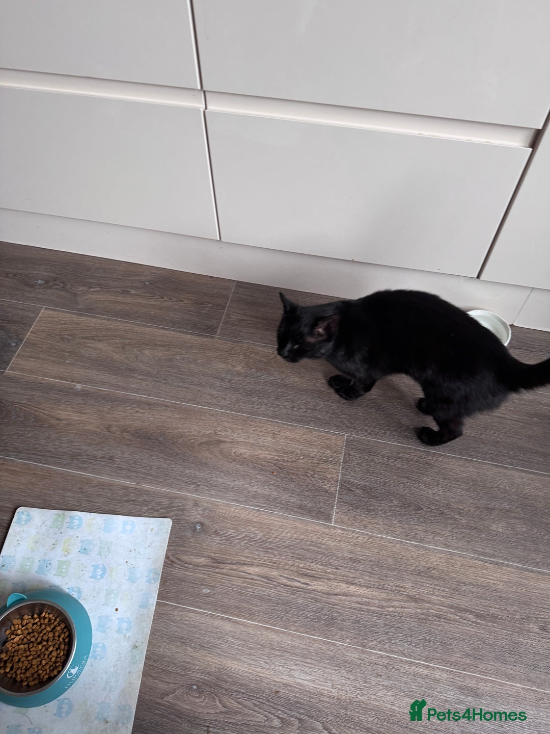 Mixed Breed cats for sale: X2 male cats Batman & Blacky - Image 5