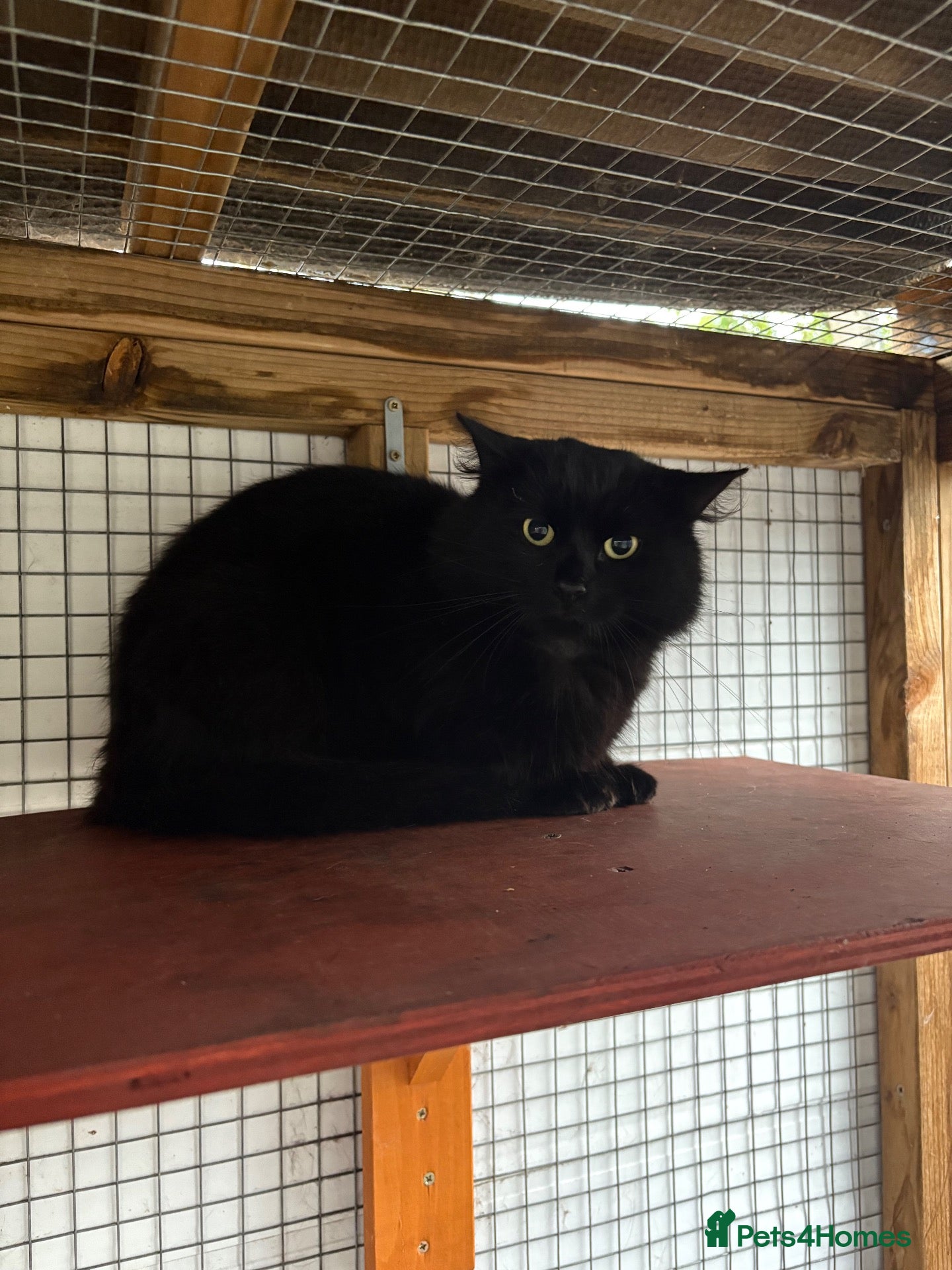 Bombay cats for sale: Two boys and one girl semi feral - Advert 11