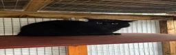 Bombay cats for sale: Two boys and one girl semi feral - Advert 1