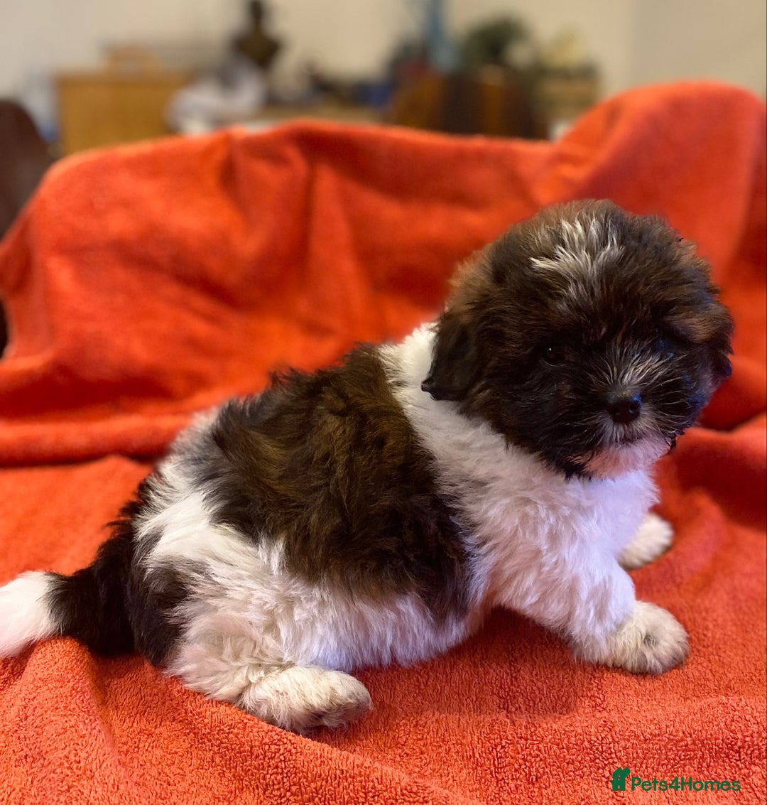 Shihpoo dogs for sale: ADORABLE SHIPOO PUPPIES - Advert 13