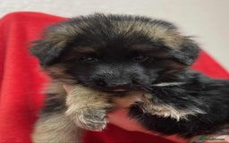 German Shepherd dogs for sale: Stunning longcoat German Shepherd puppies - Image 11