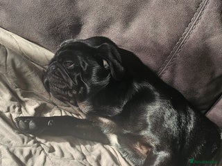 Pug dogs in Wakefield - Advert 2