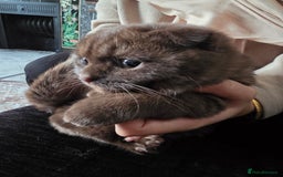 Scottish Fold cats for sale: Beautiful brown scottish fold - Image 5