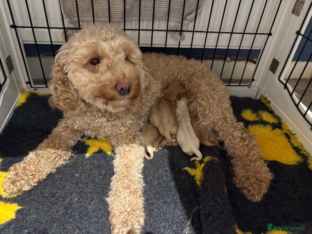 Cavapoo dogs for sale: Beautiful Cavapoo F1BB - Advert 19