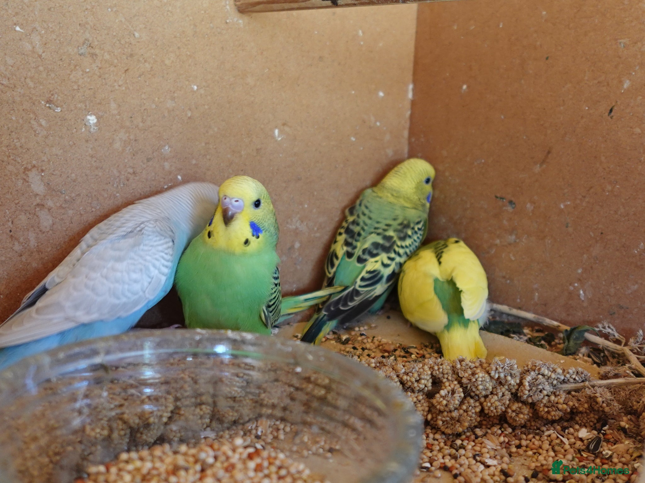 Budgerigars birds Baby Budgies For Sale. Born In May - Advert 1