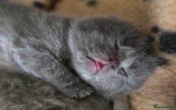 British Shorthair cats for sale: Excellent Quality BSH kittens for Reservation - Image 18