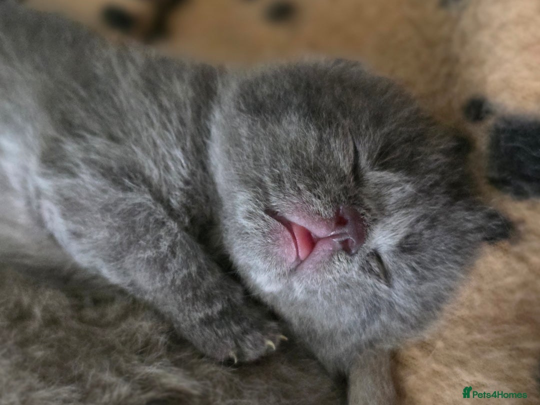British Shorthair cats for sale: Excellent Quality BSH kittens for Reservation - Image 18
