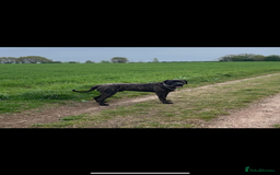 Presa Canario dogs for sale: Presa canario 4 years old  - Image 1