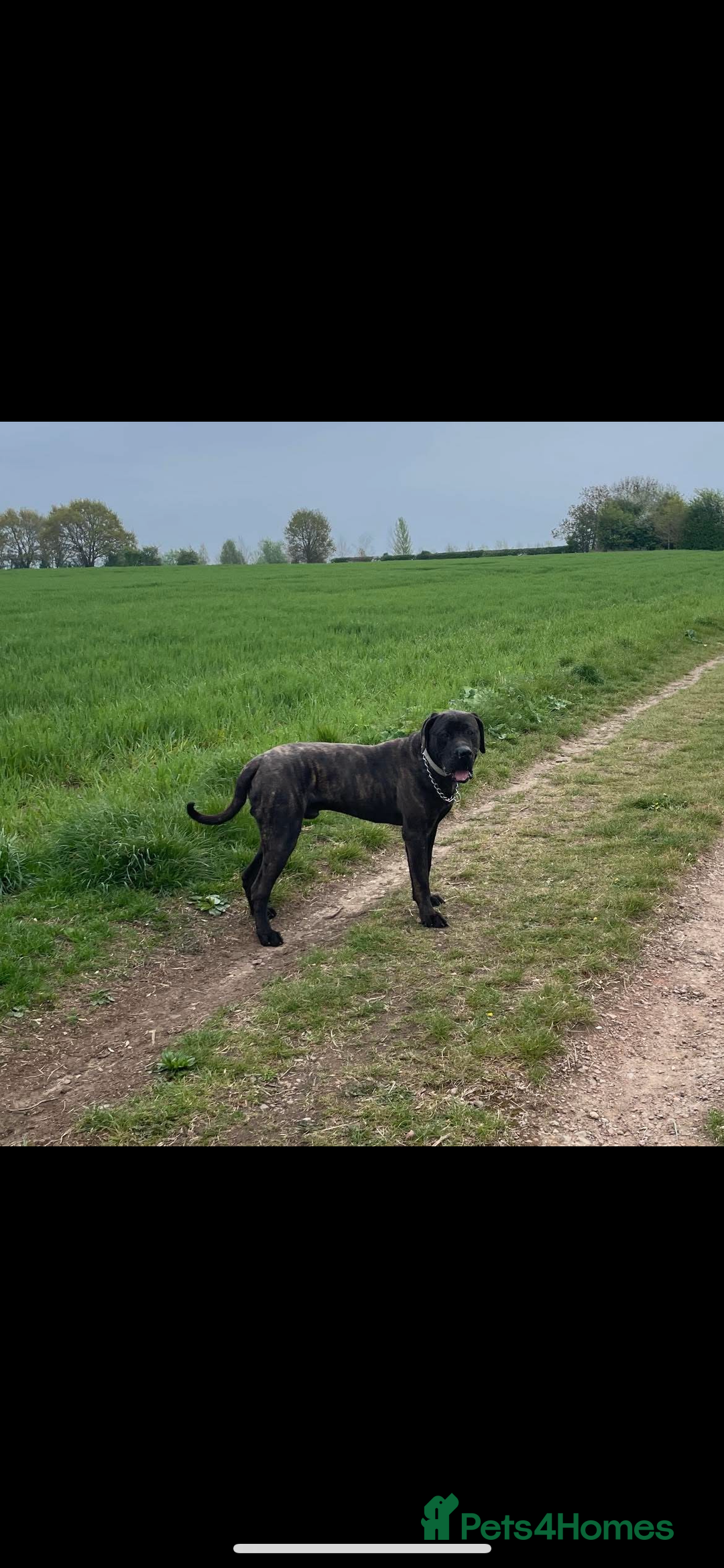 Presa Canario dogs for sale: Presa canario 4 years old  - Image 1