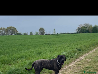 Presa Canario dogs - Advert 1