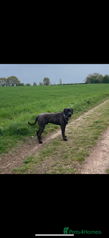 Presa Canario dogs - Advert 1