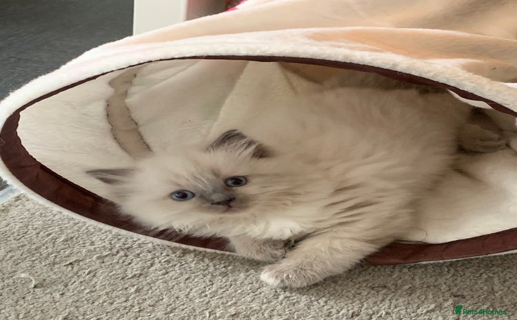 Ragdoll cats - Advert 2