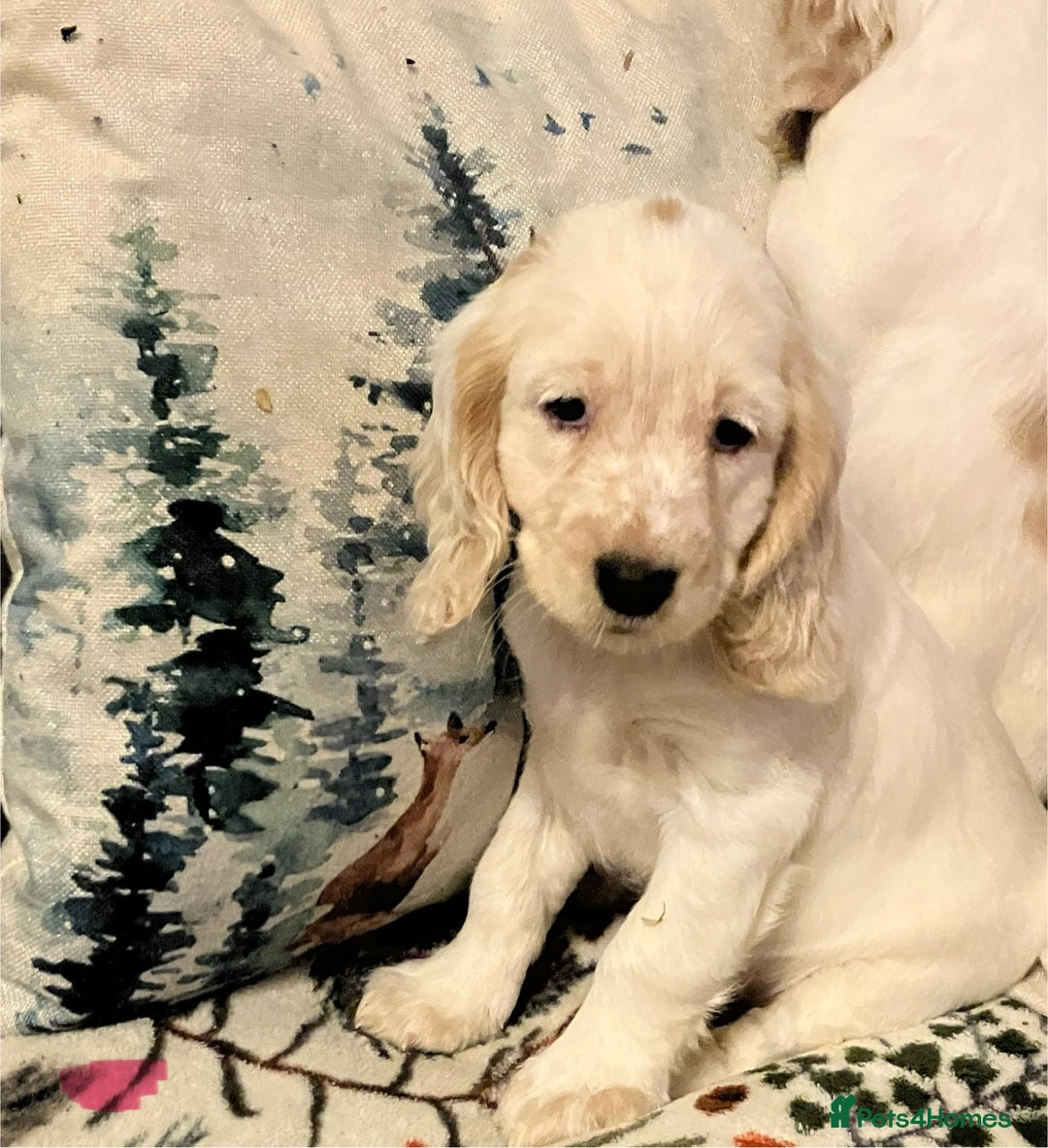 Cocker Spaniel dogs for sale: Cocker spaniel puppies (show type) - Advert 13