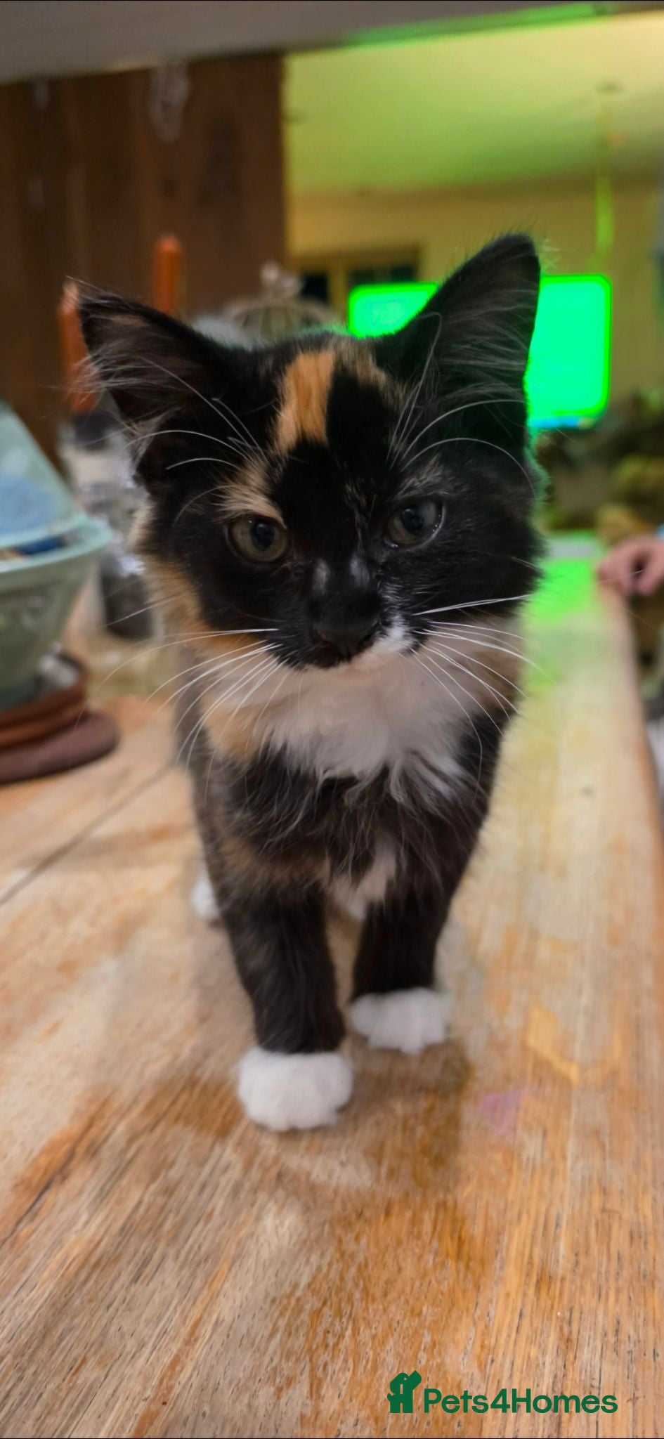 Mixed Breed cats Beautiful Long haired kittens  - Advert 1