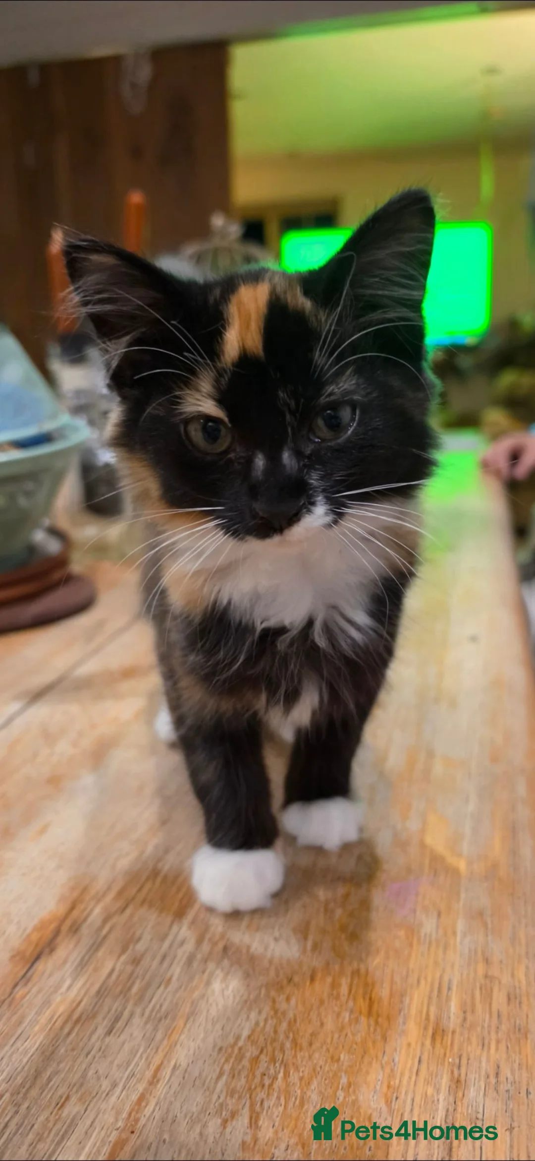 Mixed Breed cats for sale: Beautiful Long haired kittens  - Advert 5