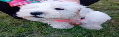 Miniature Schnauzer 2