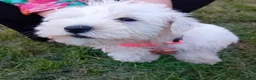 Miniature Schnauzer dogs for sale: KC Registered Miniature Shnauzers  in Preston - Advert 12