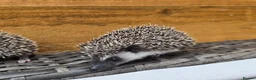 Pygmy Hedgehog rodents for sale: Female and male african pigmy hedgehogs - Advert 3