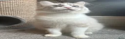 Ragdoll cats for sale: GRCH SIRED GCCF REGISTERED KITTENS.  - Advert 4