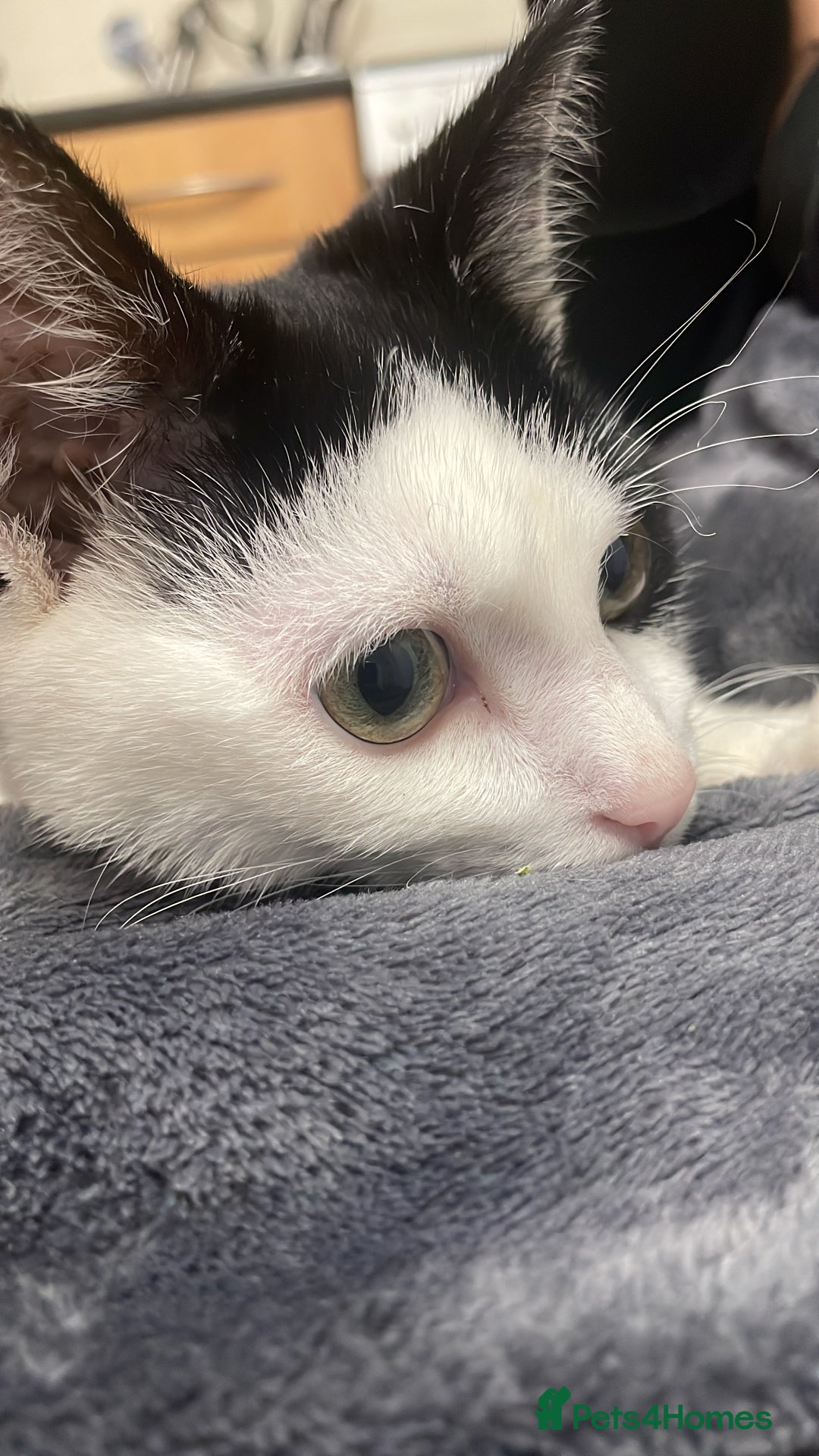 British Shorthair cats for sale: Simba  - Advert 3