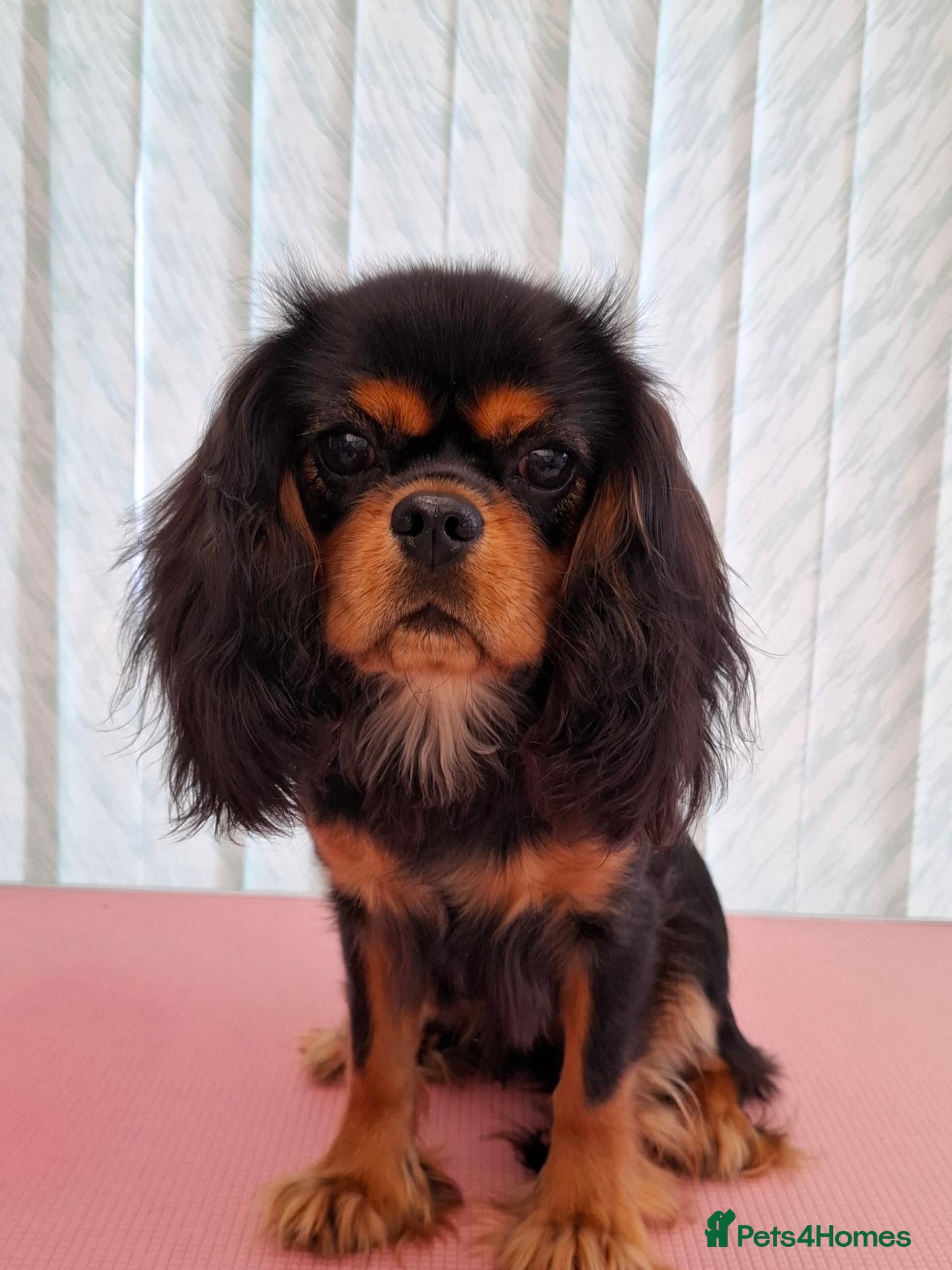 Cavalier King Charles Spaniel dogs Beautiful Black/Tan Cavalier Girl - Advert 1