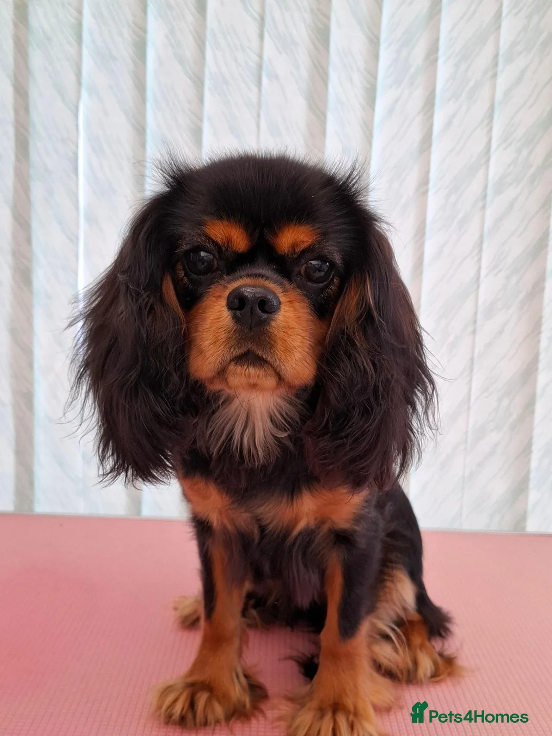Cavalier King Charles Spaniel dogs for sale: Beautiful Black/Tan Cavalier Girl - Advert 1