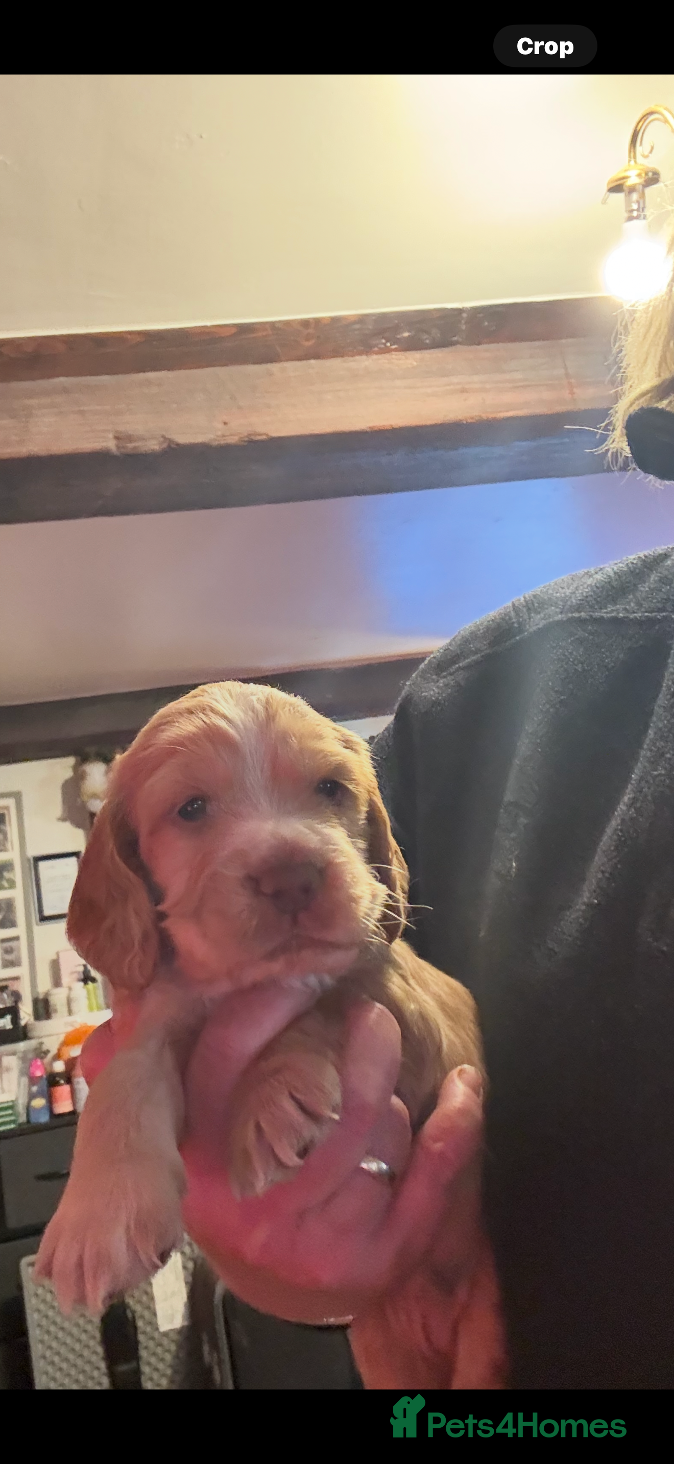 Cocker Spaniel dogs Stunning working cocker spaniels - Advert 4