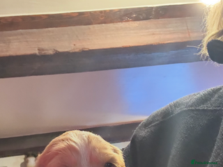 Cocker Spaniel dogs Stunning working cocker spaniels - Advert 4