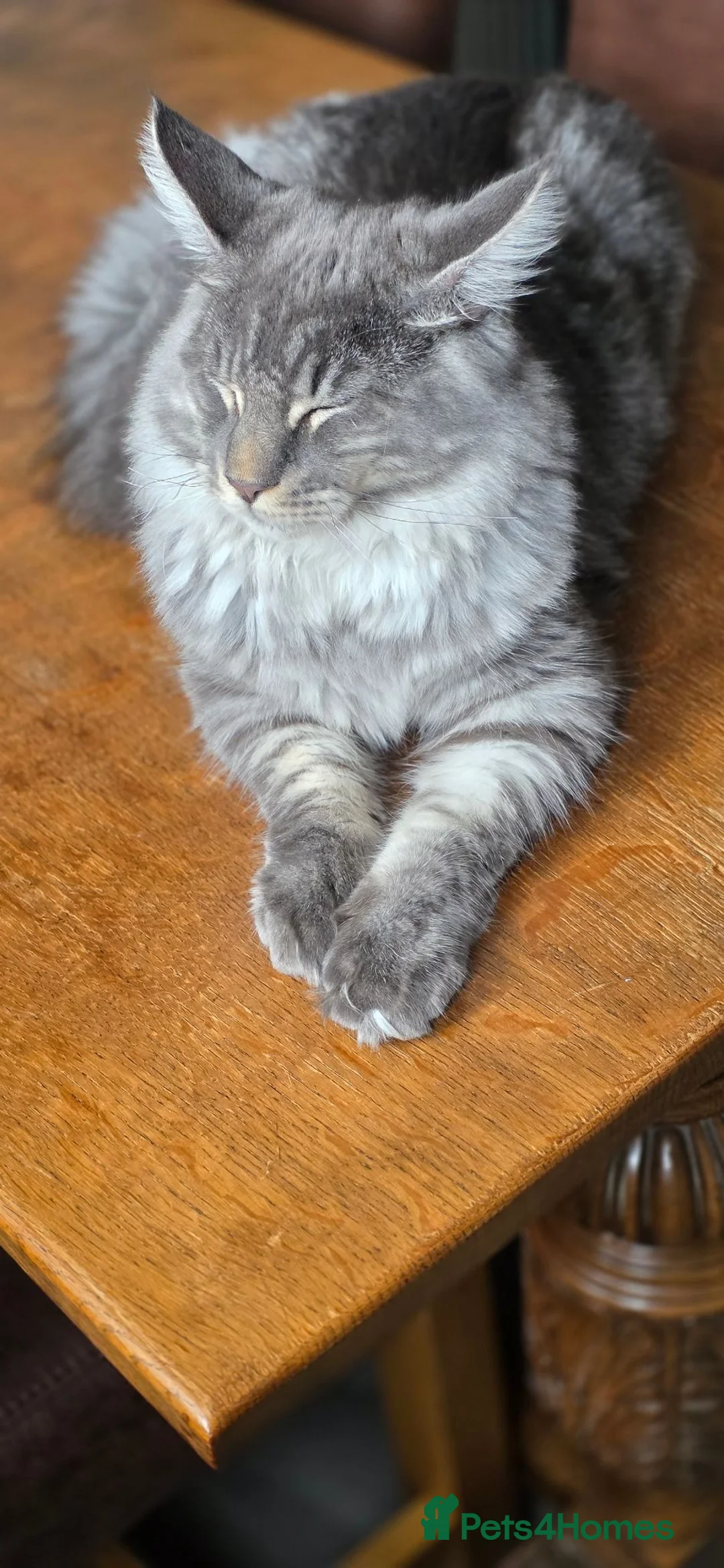 Maine Coon cats for sale: Maine coon kittens for sale - Advert 2