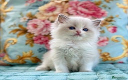 Ragdoll cats for sale: 3 blue bicolour boys  - Image 5