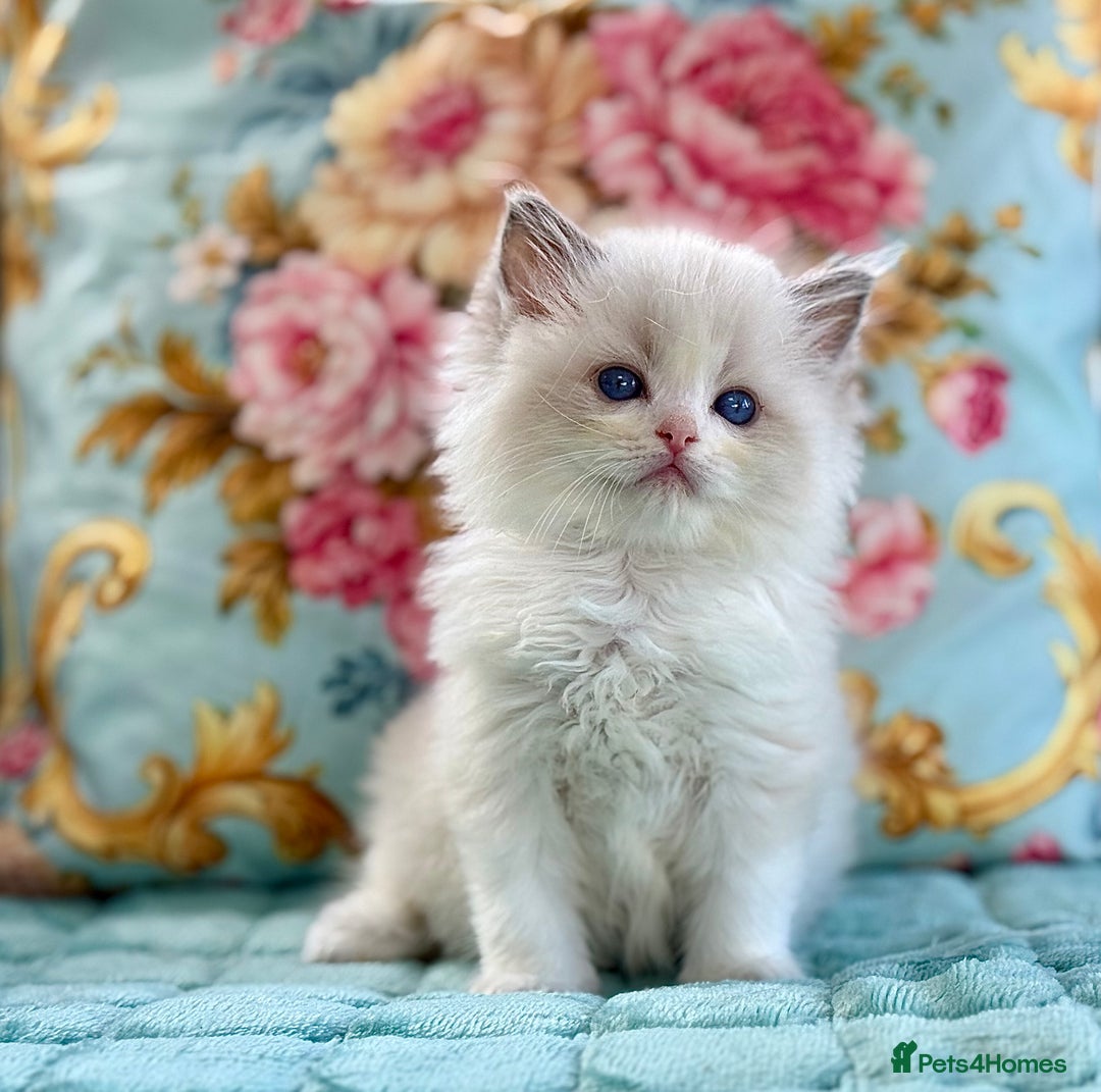 Ragdoll cats for sale: 3 blue bicolour boys  - Image 5