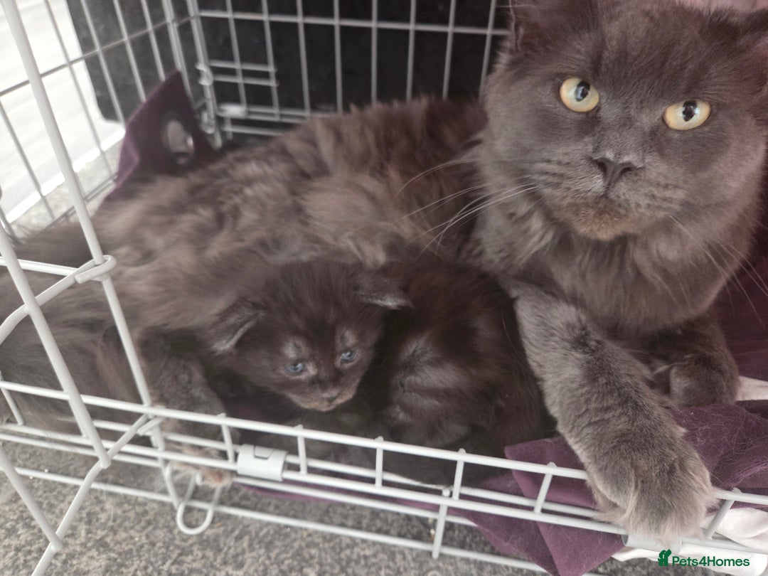 Maine Coon cats for sale: LAST SMOKEY MAINE COON LEFT - Image 6
