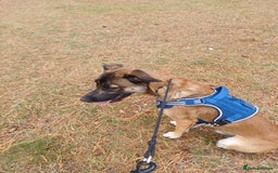 Mixed Breed dogs for sale: Reggie - Advert 3