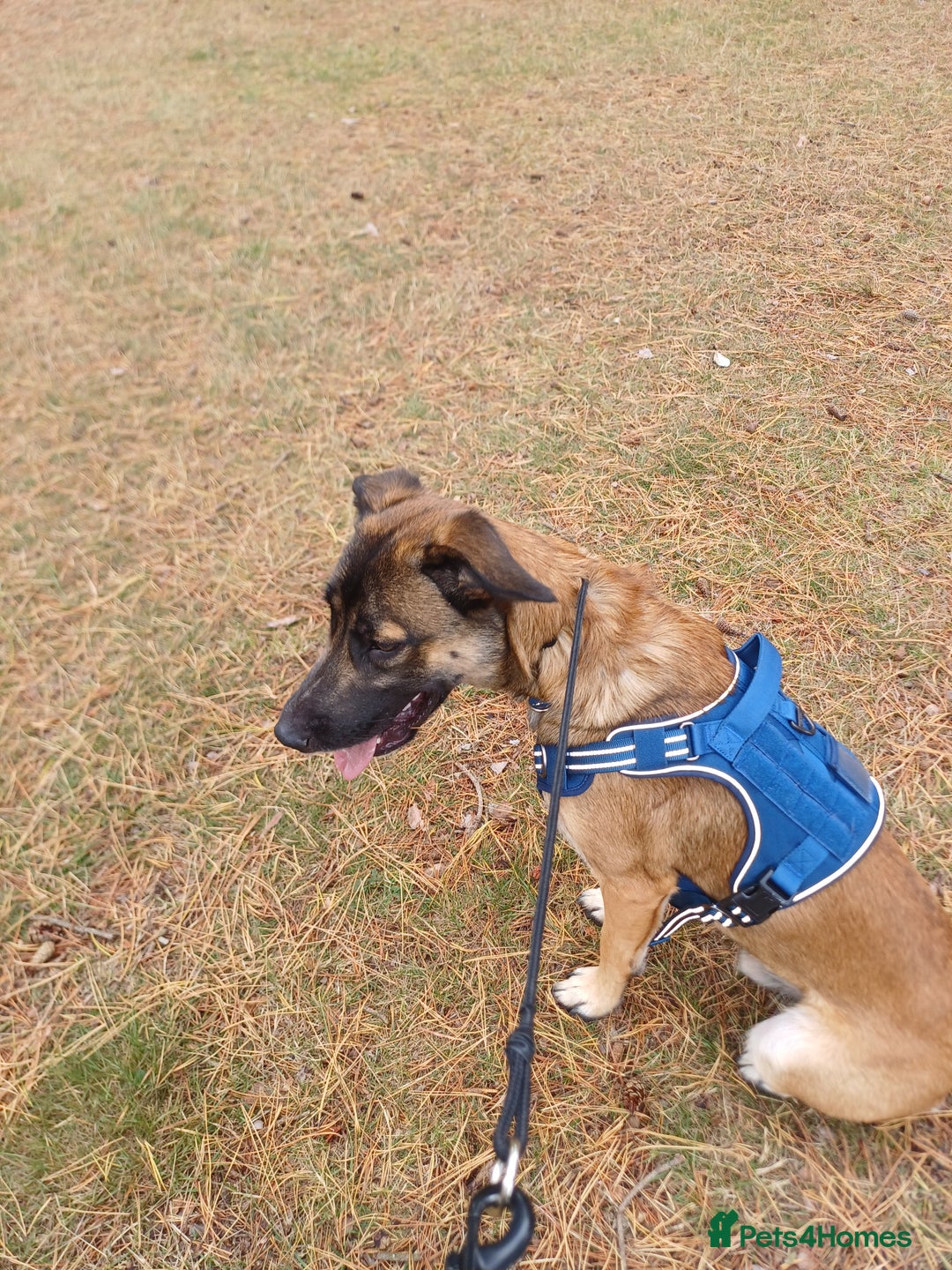 Mixed Breed dogs for sale: Reggie - Advert 3