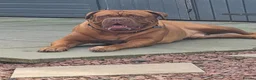 Dogue De Bordeaux dogs for stud: Big Dougie for stud - Advert 2