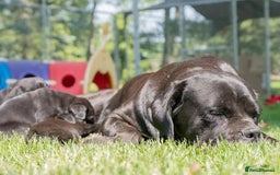 Cane Corso dogs for sale: Beautiful Cane Corso Puppies for Sale  - Image 5