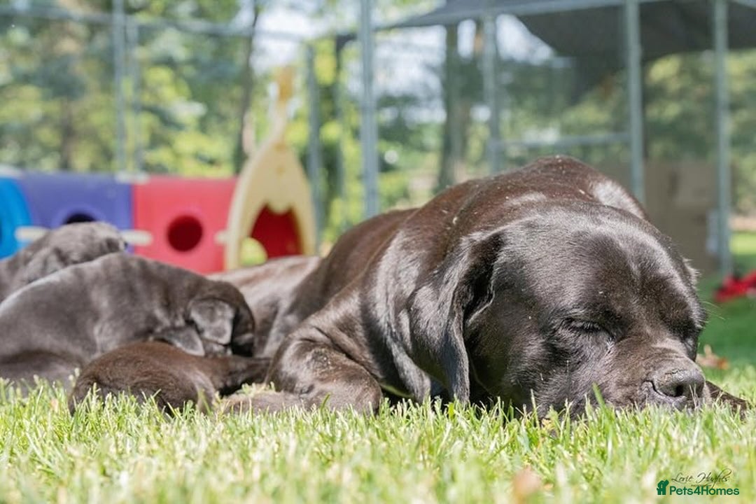 Cane Corso dogs for sale: Beautiful Cane Corso Puppies for Sale  - Image 5