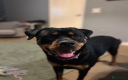 Rottweiler dogs for sale: One year old female rottie - Image 3