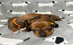 Miniature Dachshund dogs for sale: Almost ready to leave!Amazing Miniature Dachshunds in Doncaster - Image 14